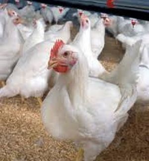 Mondelez commits to cage-free